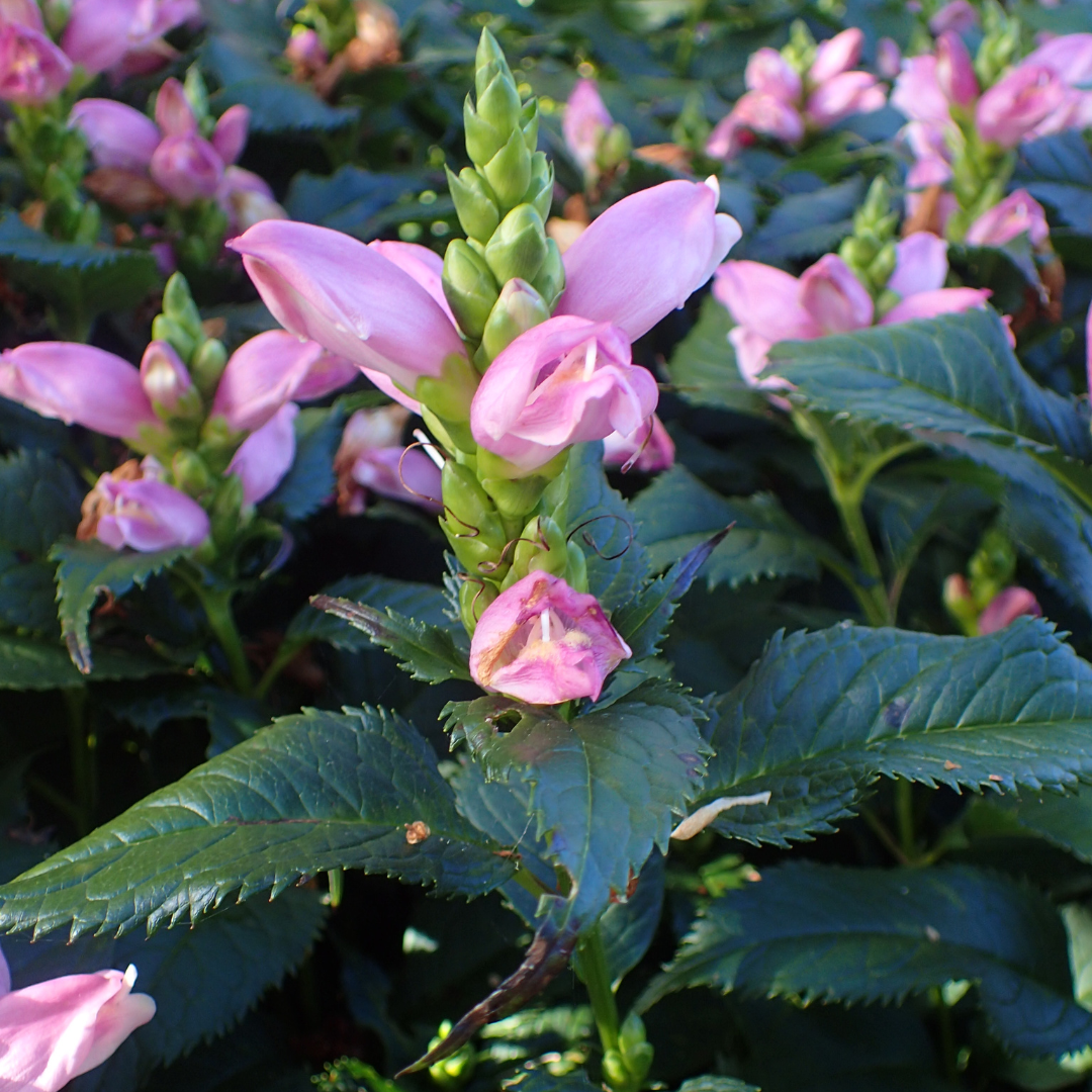 Chelone 'Tiny Tortuga'
