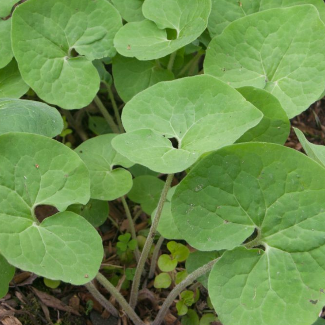 Asarum canadense