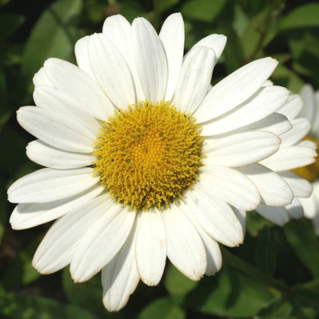 Leucanthemum 'Brightside'