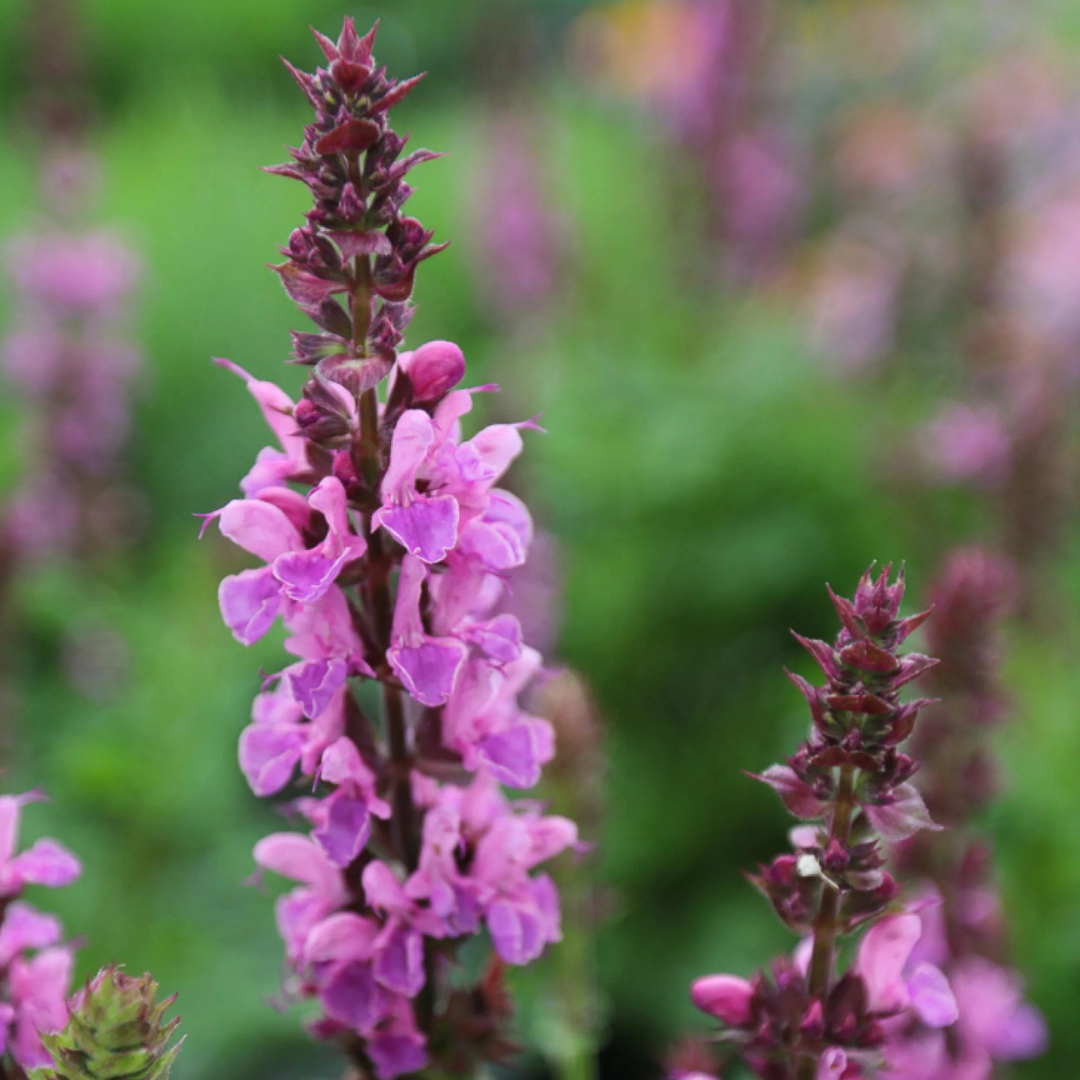 Salvia 'Rose Marvel'