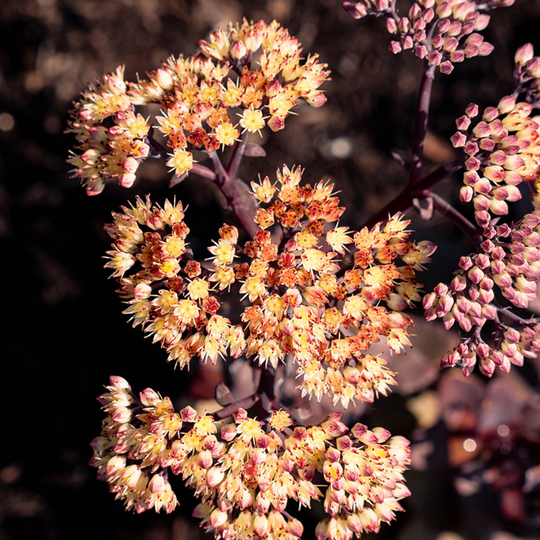 Sedum 'Puff Pastry White Chocolate'