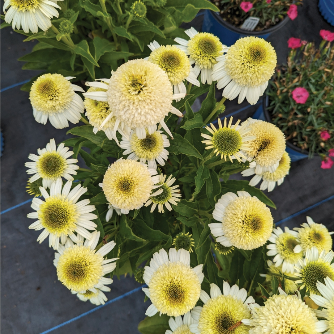 Echinacea 'Vanilla Drip'