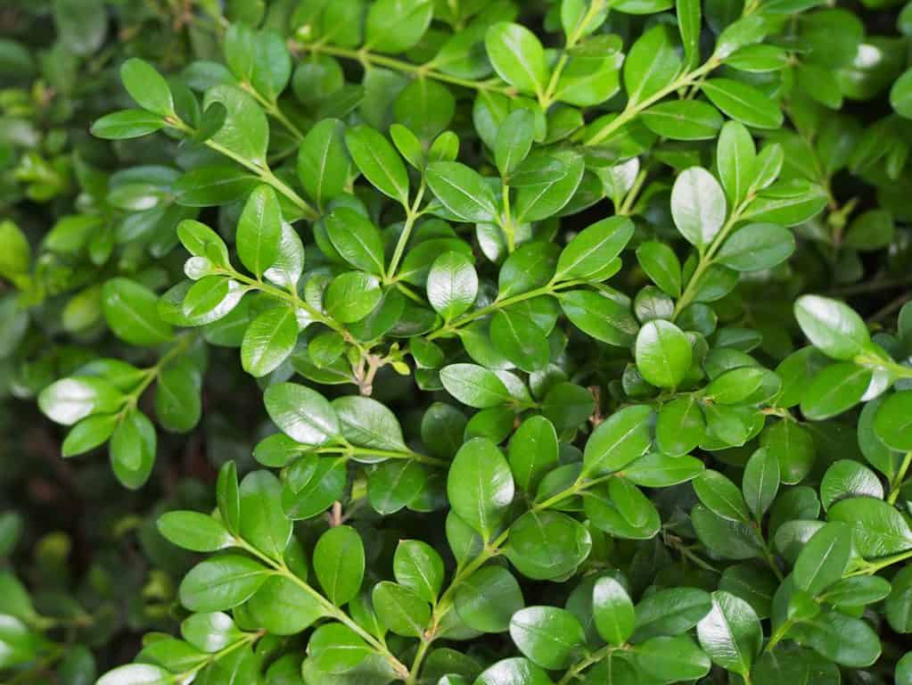 Broadleaf Evergreens