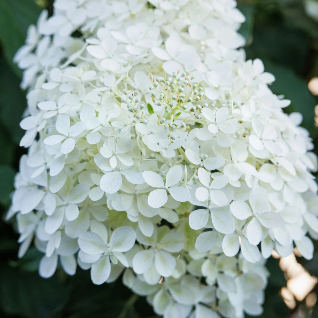 Flowering Shrubs