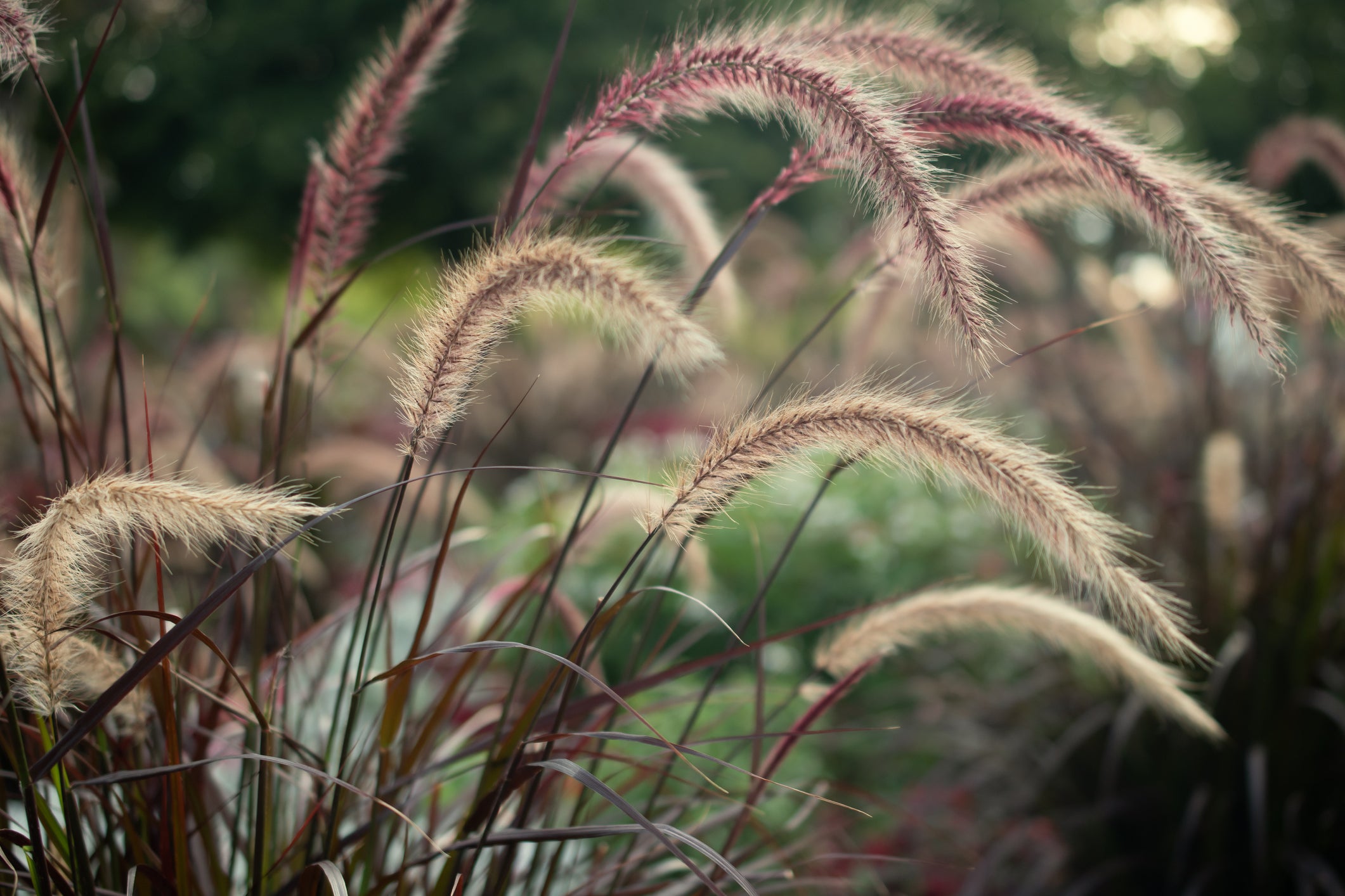 Grasses