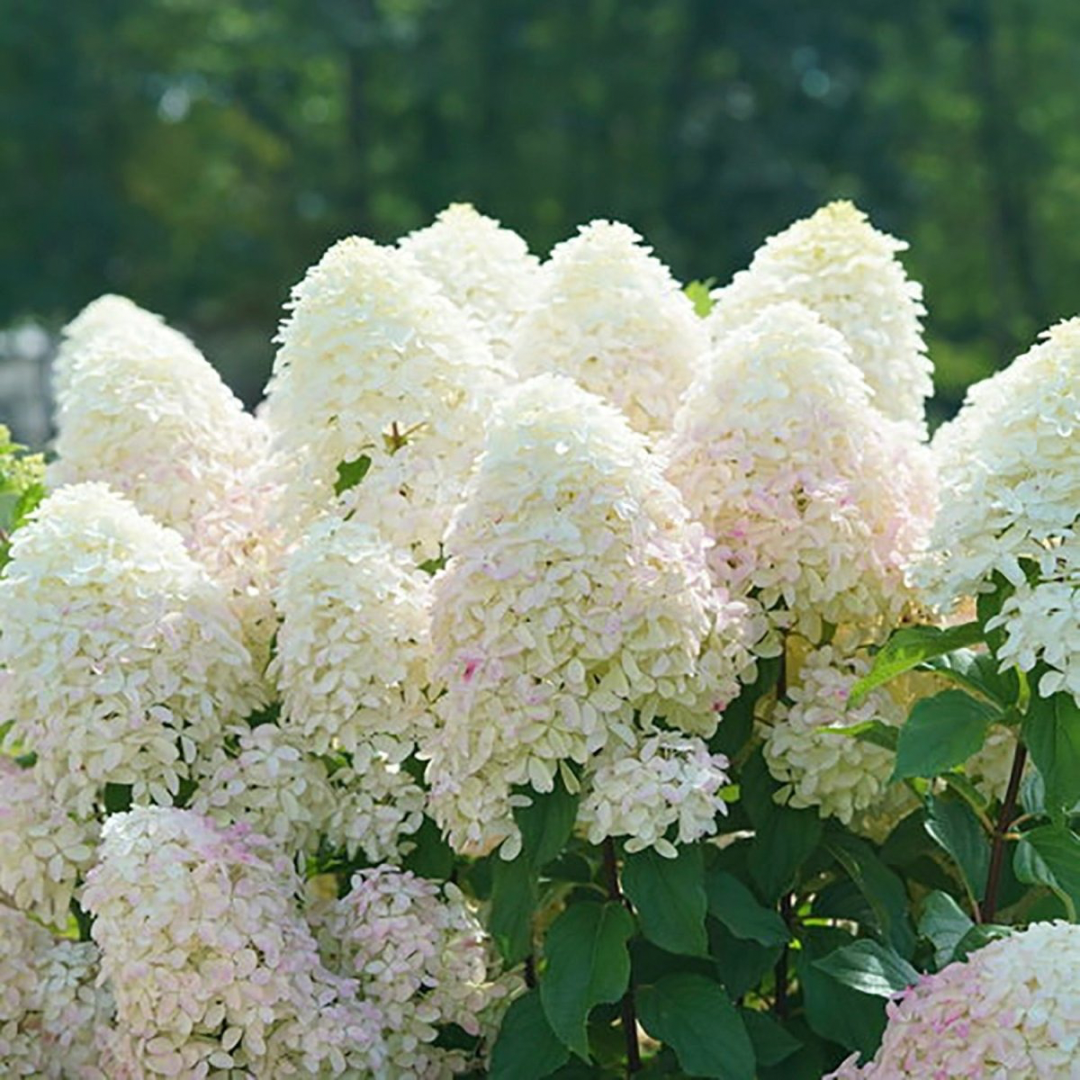 Hydrangea paniculata Quick Fire Fab®