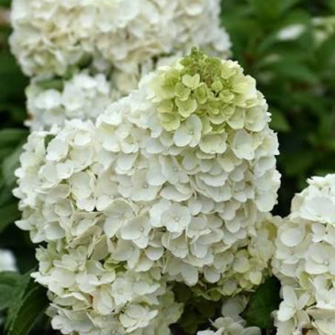 Hydrangea paniculata Moonrock®