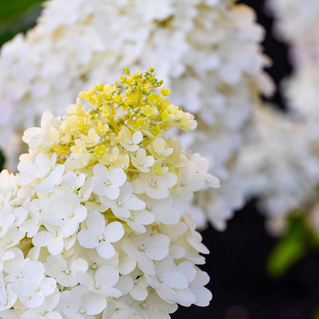 Hydrangea paniculata Bouncy™
