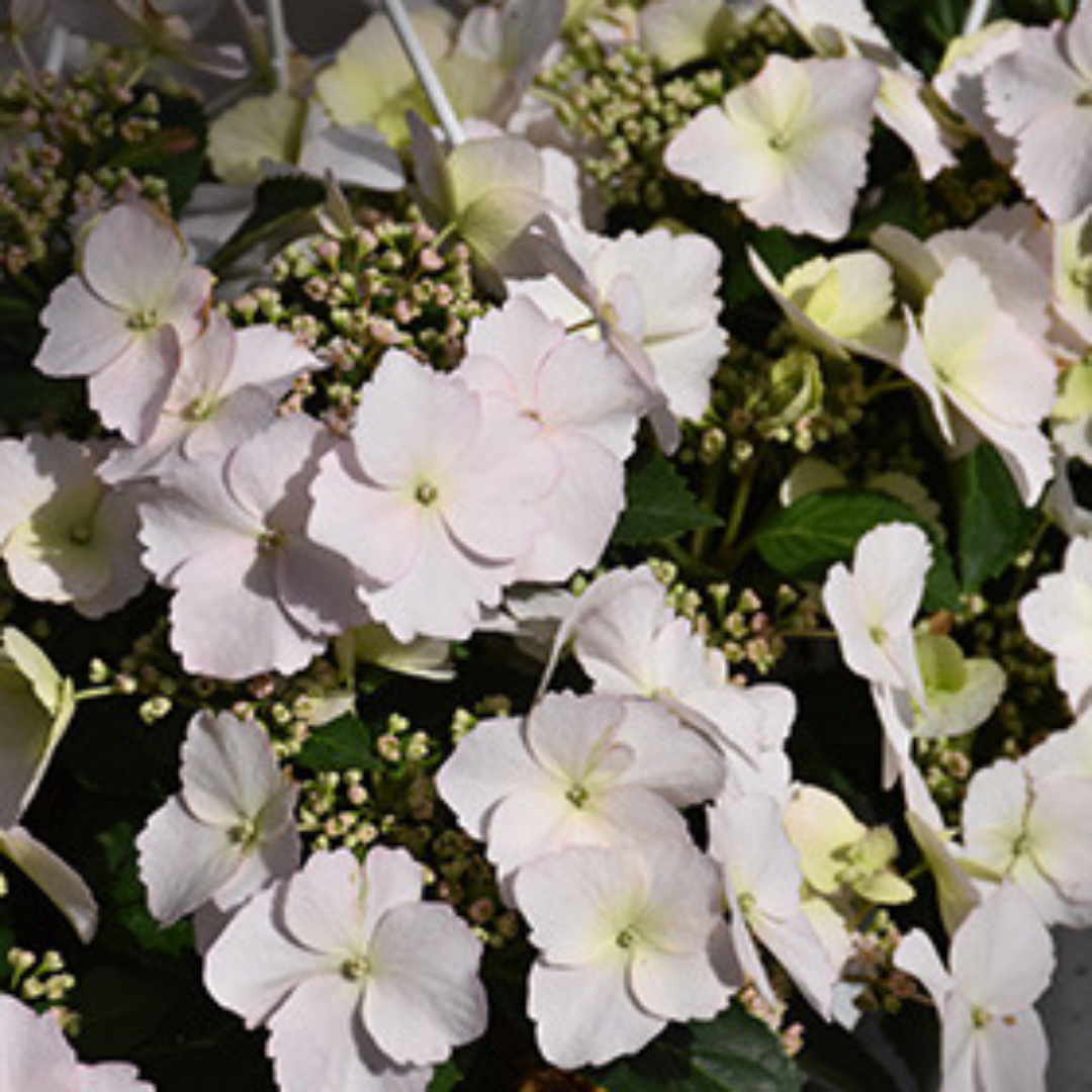 Hydrangea x Fairytrail Bride®