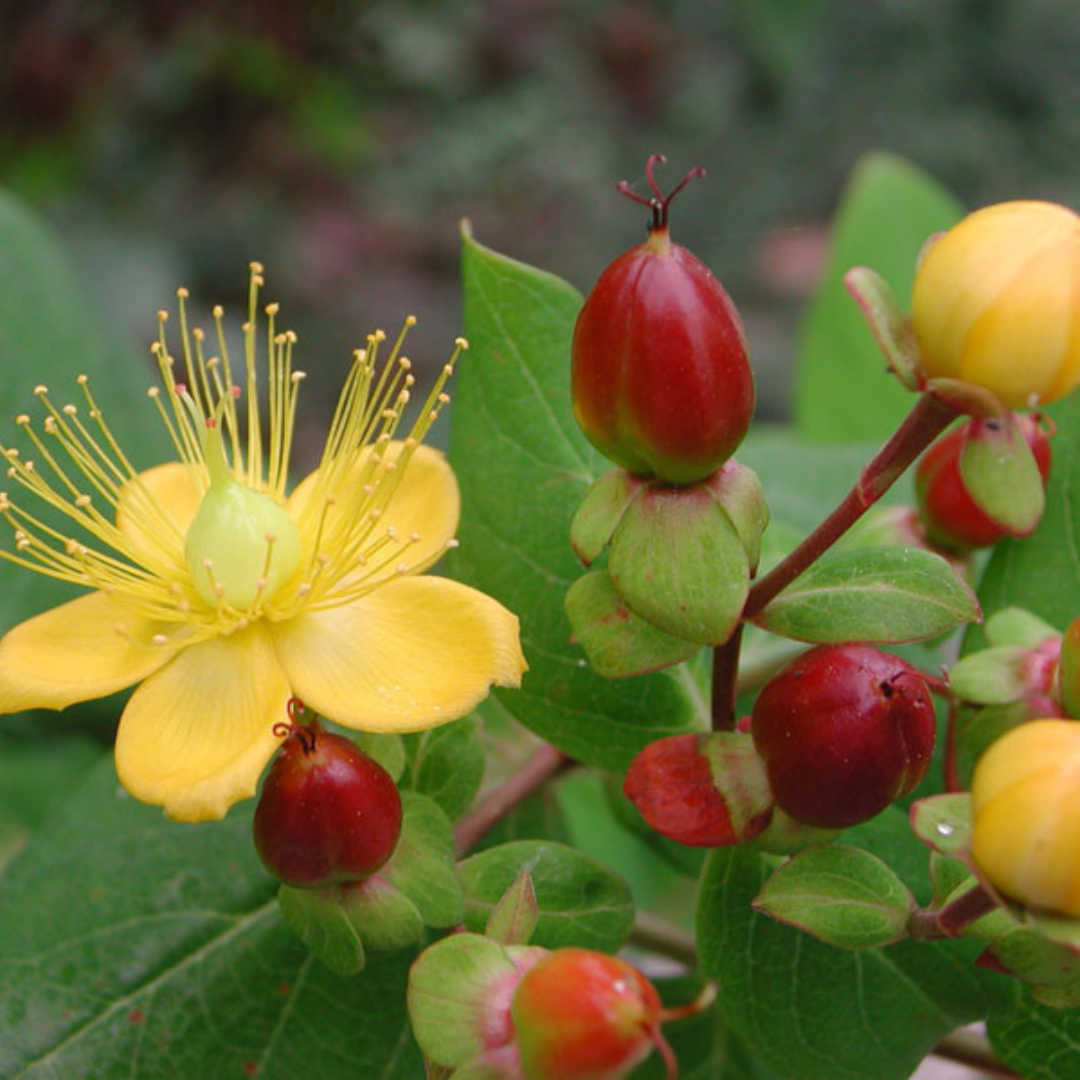 Hypericum inodorum
