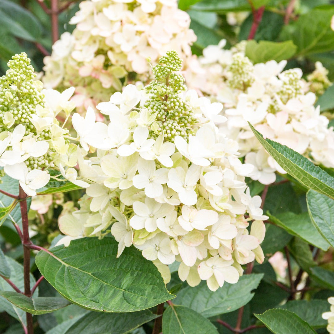 Hydrangea paniculata Flare™