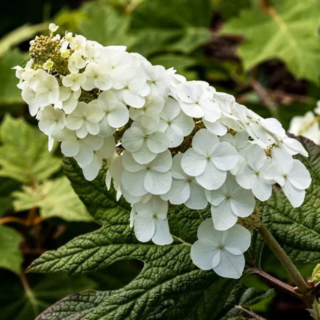 Hydrangea quercifolia 'Alice'