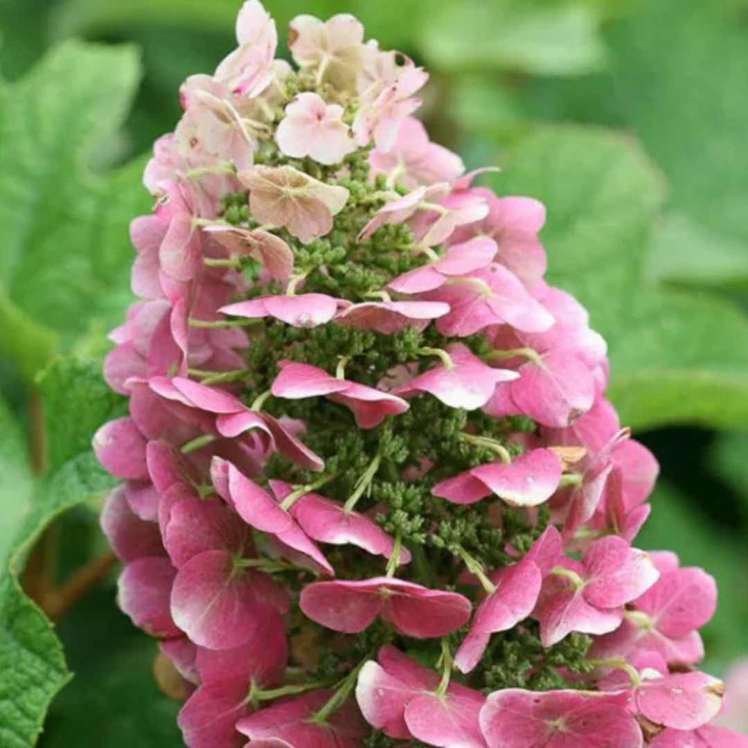 Hydrangea quercifolia 'Ruby Slippers'