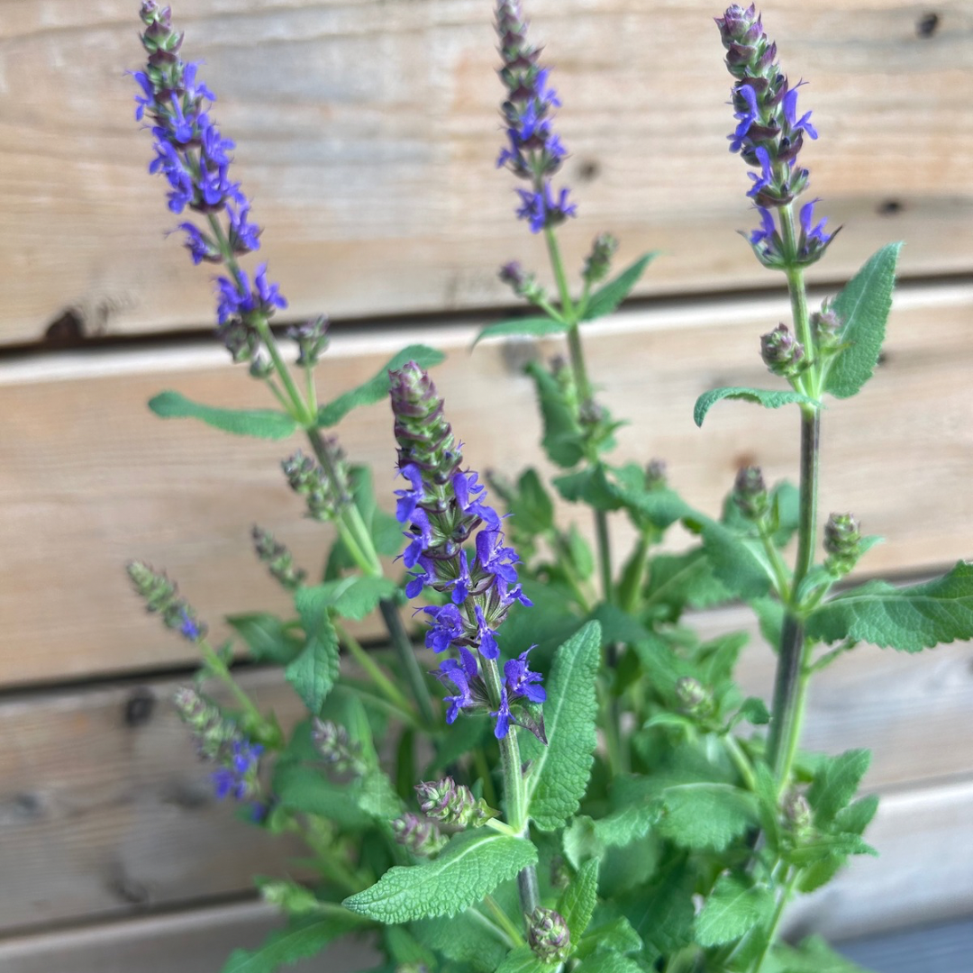 Salvia 'Noche'