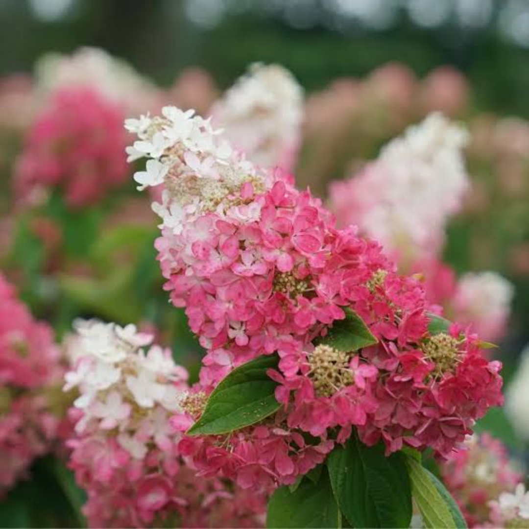 Hydrangea paniculata Pinky Winky Prime®