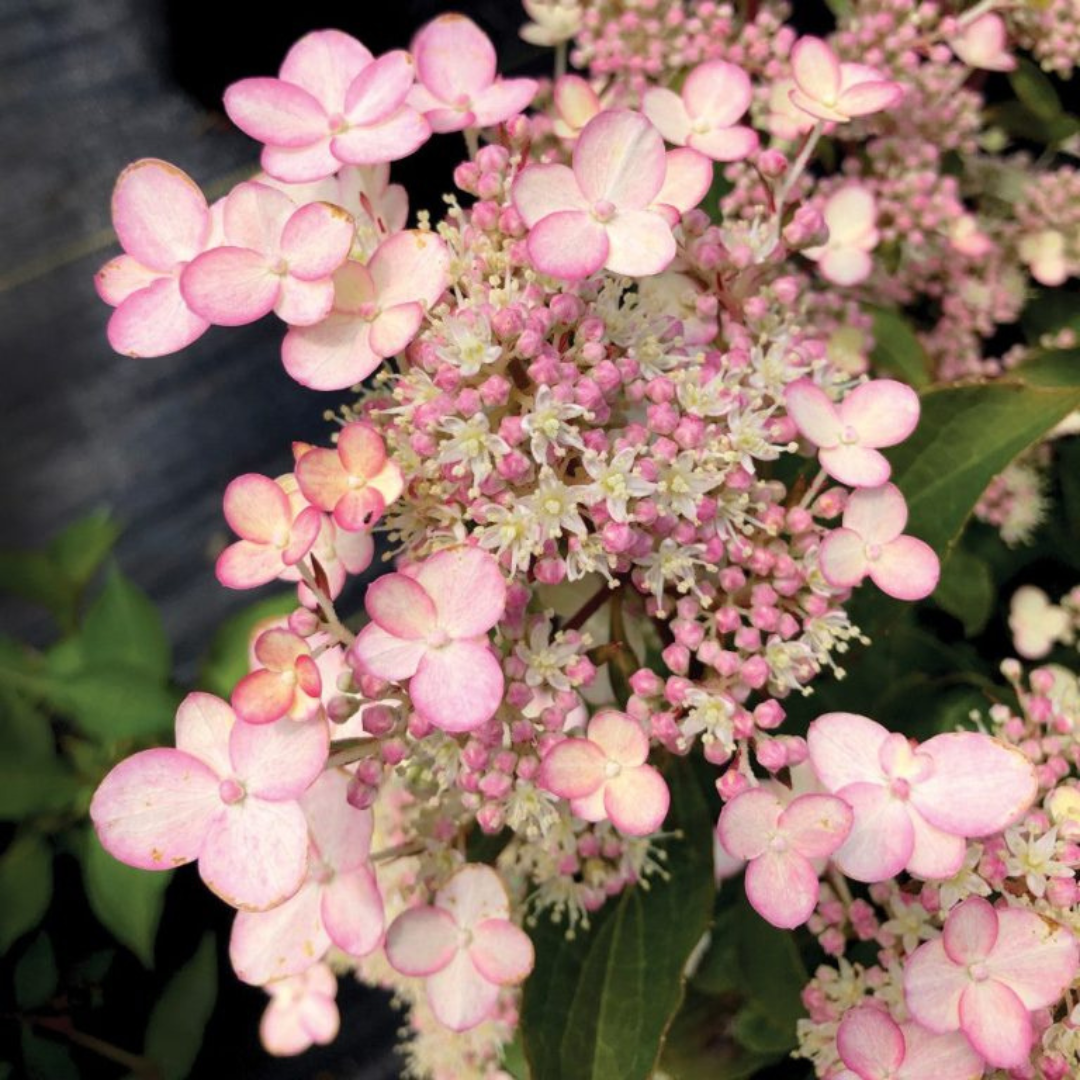 Hydrangea paniculata Torch™