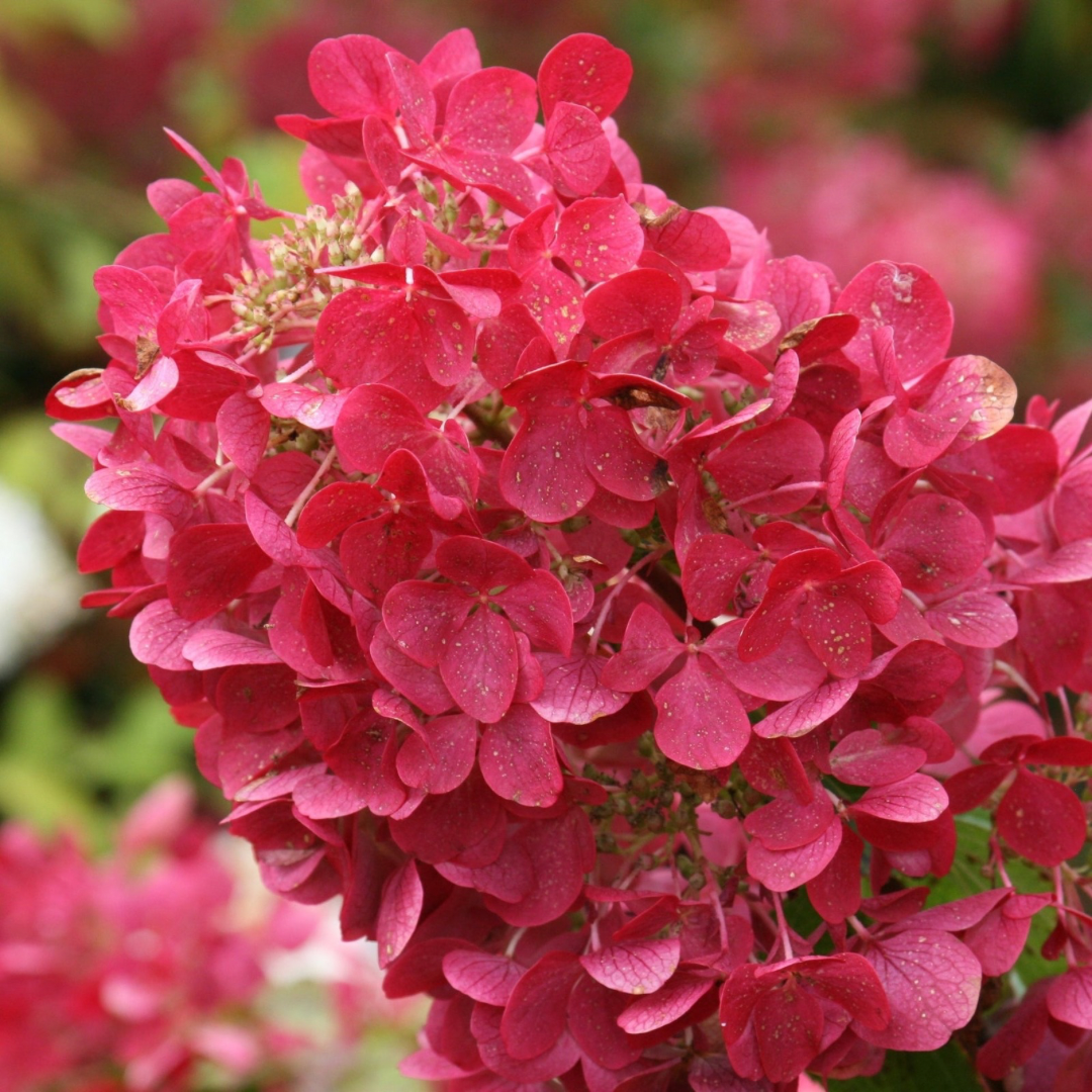 Hydrangea paniculata Diamond Rouge®
