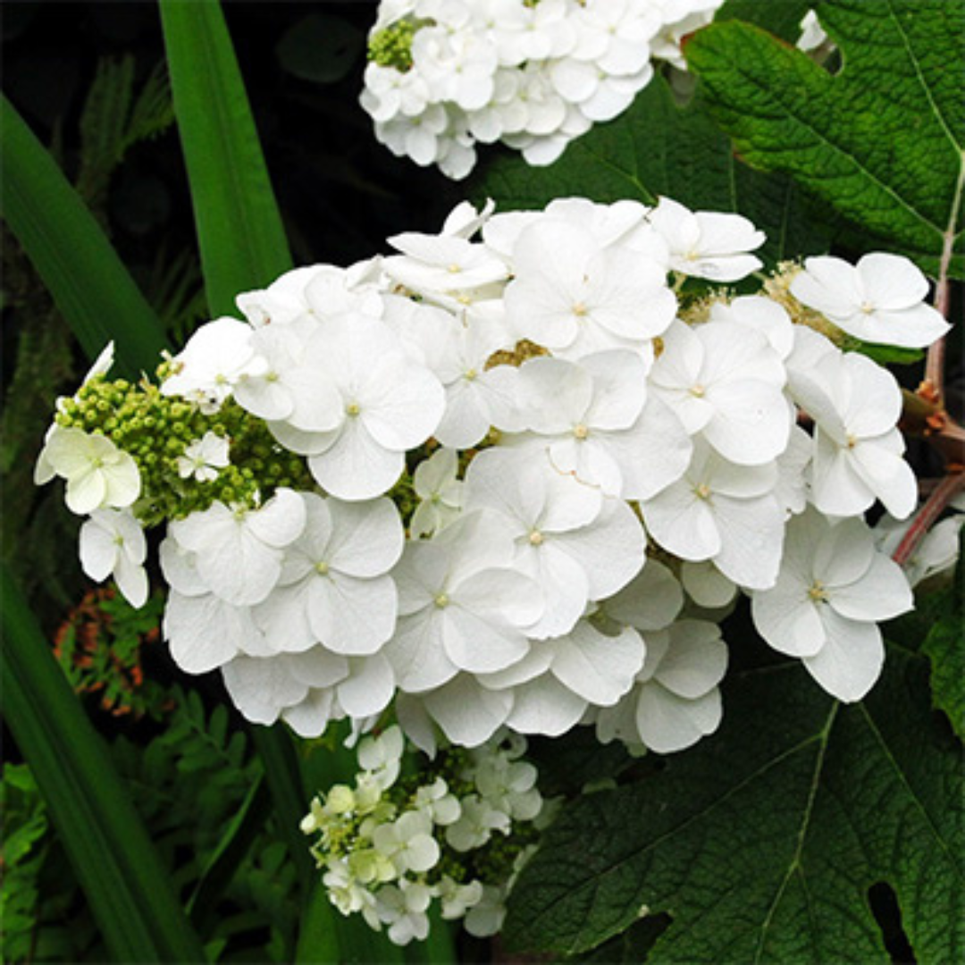 Hydrangea quercifolia 'Munchkin'