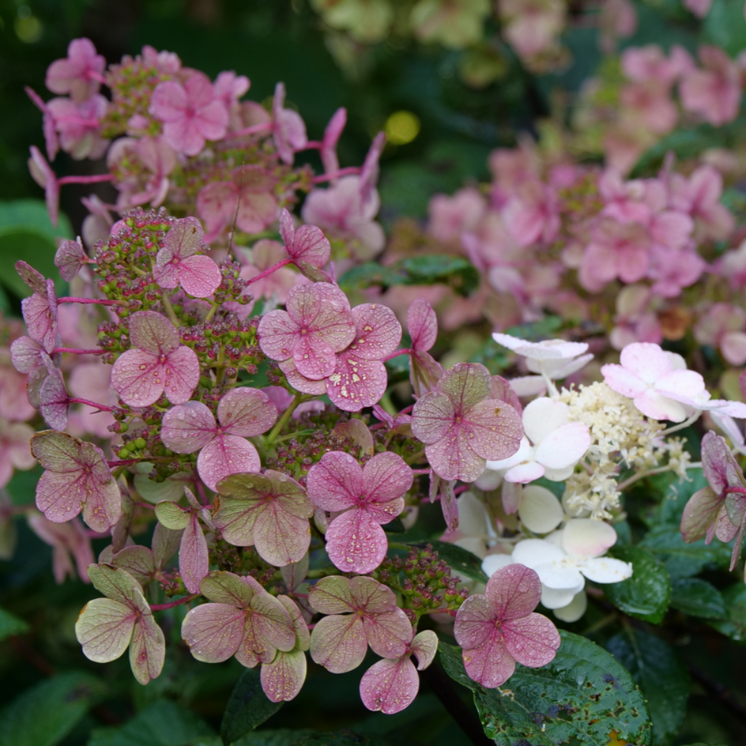 Hydrangea paniculata Little Quick Fire®