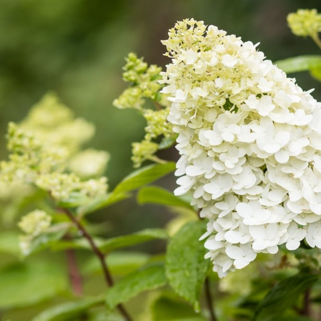 Hydrangea paniculata Limelight
