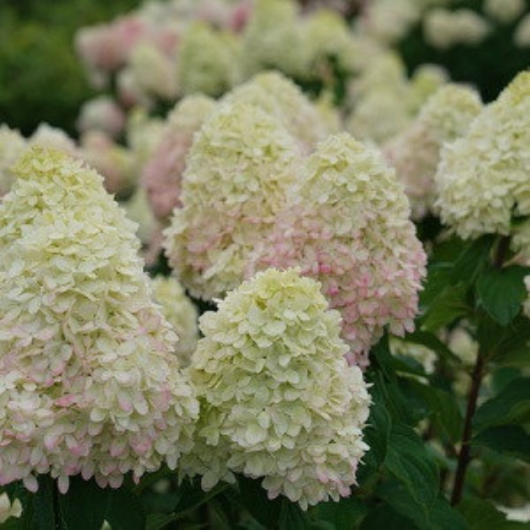 Hydrangea paniculata Limelight Prime®