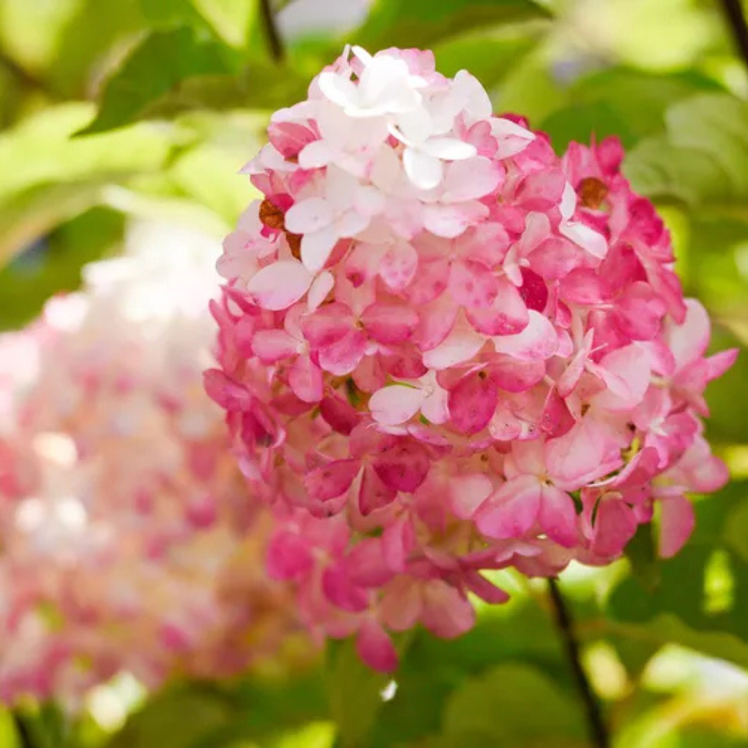 Hydrangea paniculata Vanilla Strawberry™