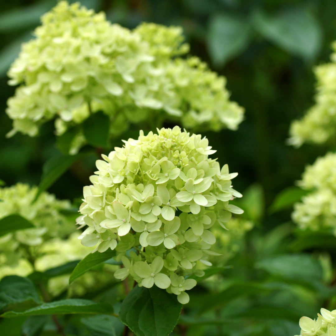 Hydrangea paniculata Little Lime®
