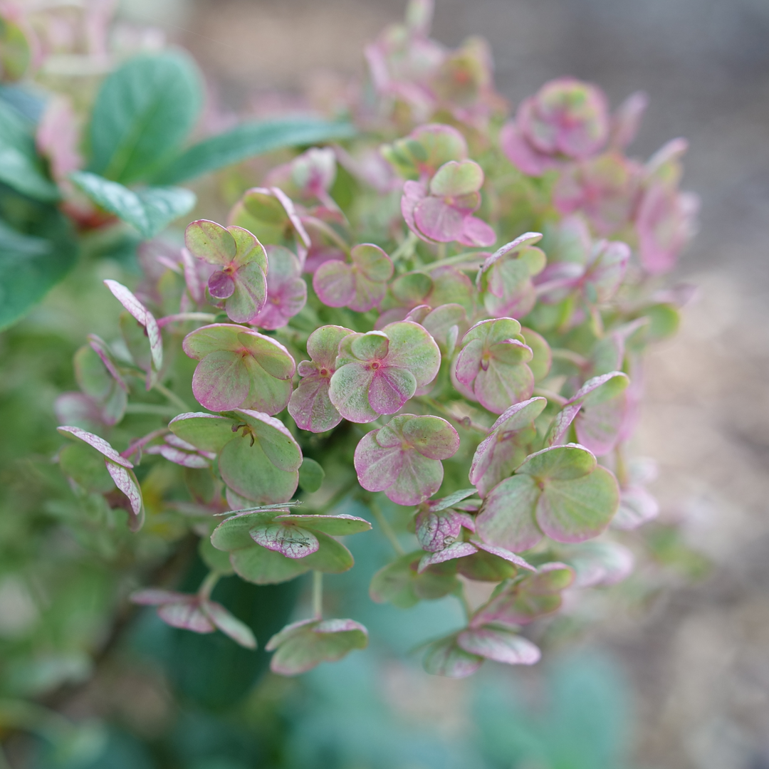 Hydrangea paniculata Tiny Quick Fire®
