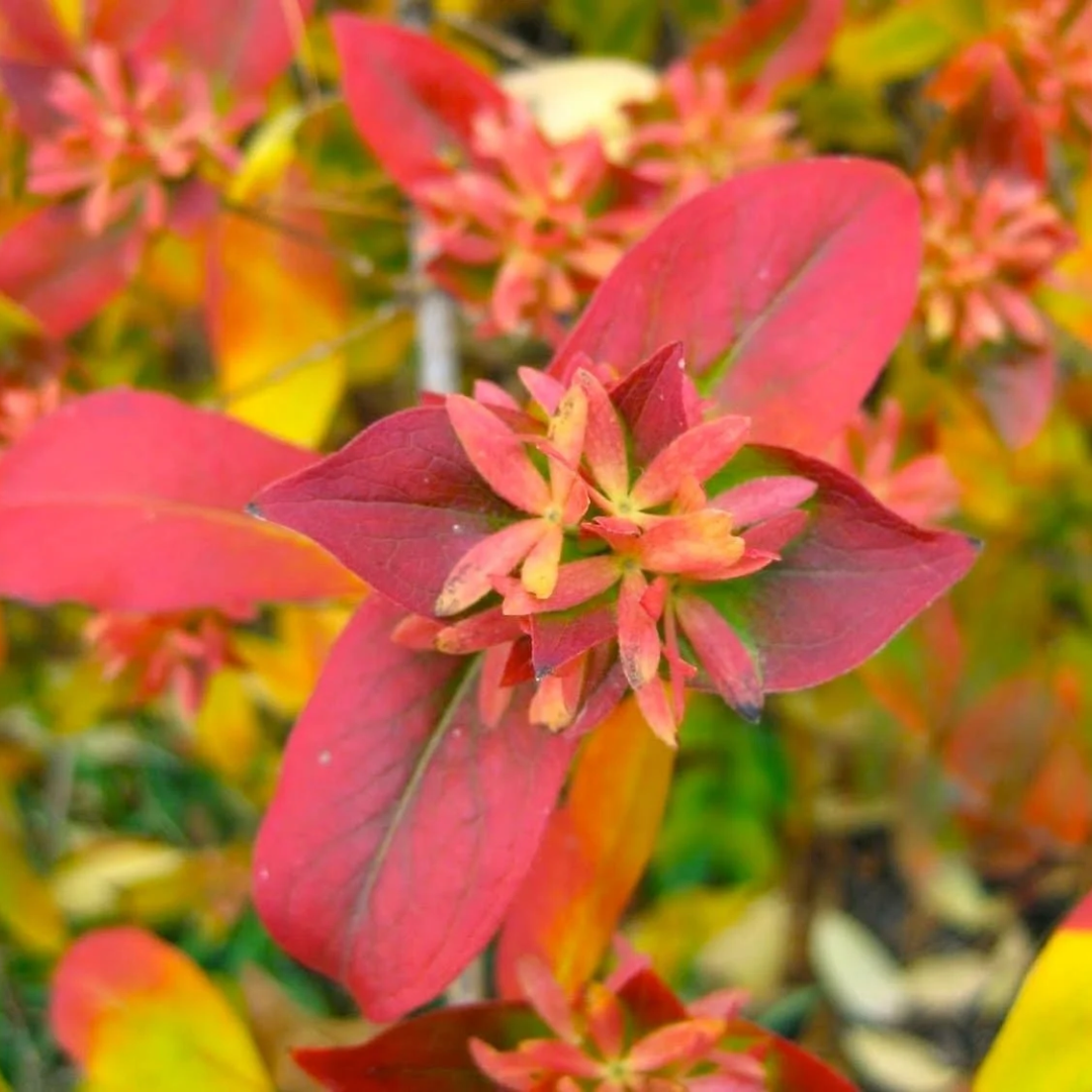 Abelia mosanensis