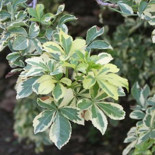 Acanthopanax sieboldianus 'Variegatus'