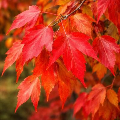 Acer ginnala 'Flame'