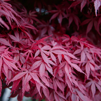 Acer palmatum 'Bloodgood'