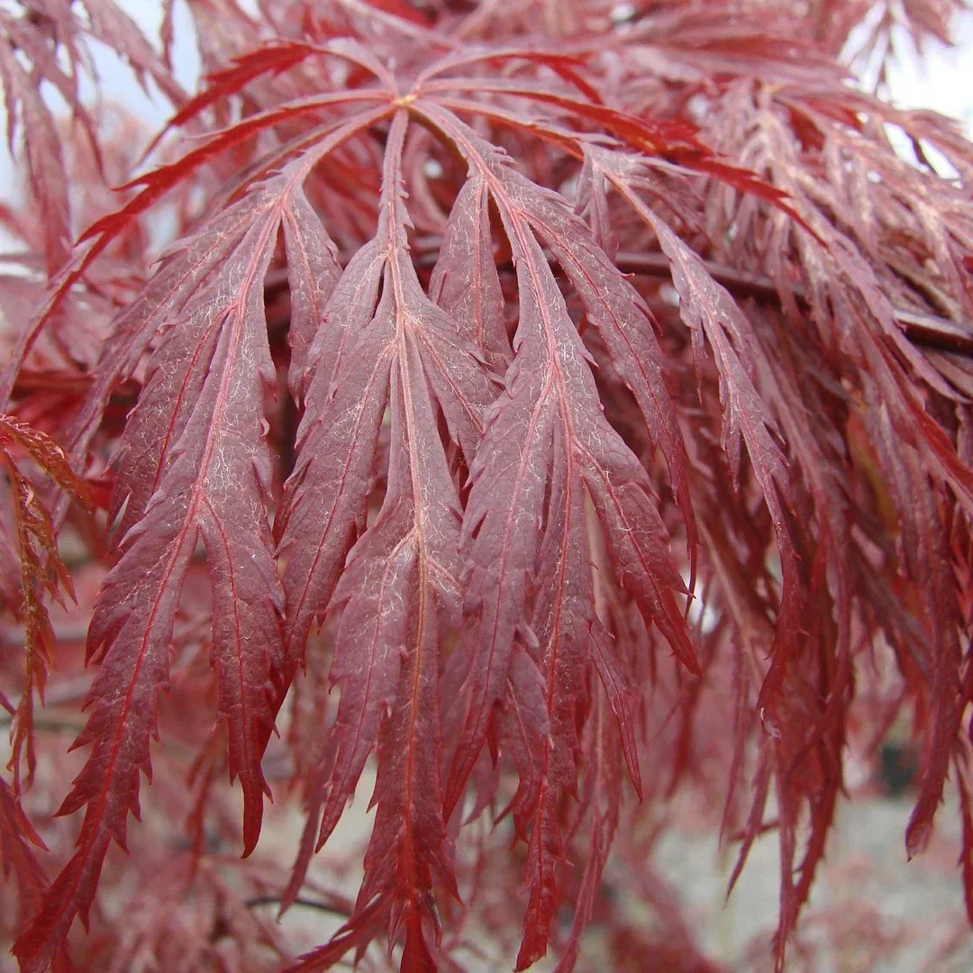 Acer palmatum dissectum 'Inaba Shidare'