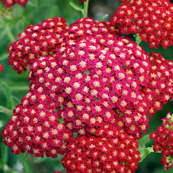 Achillea 'New Vintage Red'