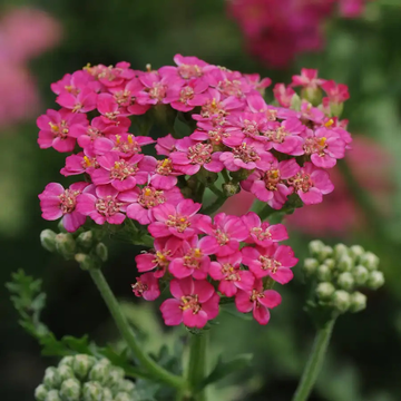 Achillea 'New Vintage Rose'