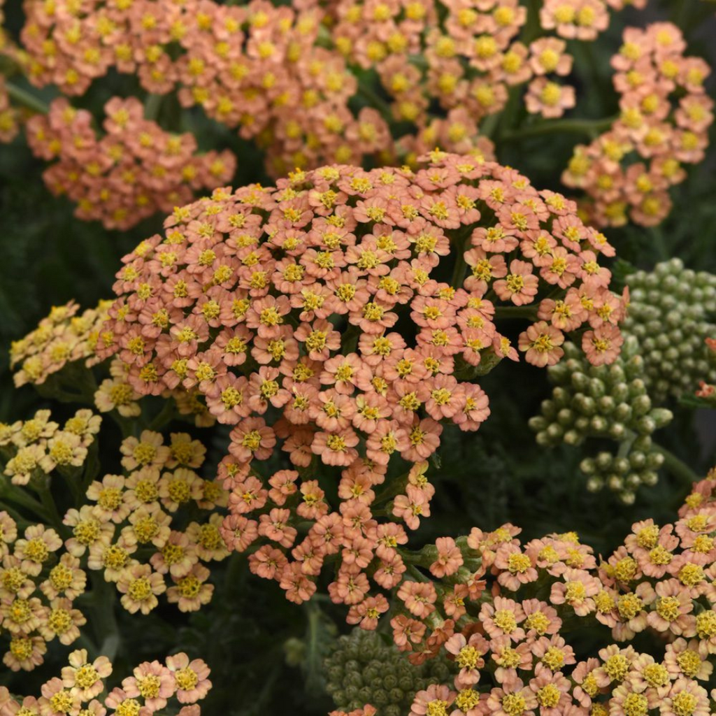 ARABIA エステリ ボタニカ \"Achillea millefolium\" ARABIA Botanica achillea Esteri Tomula/アラビア ボタニカ