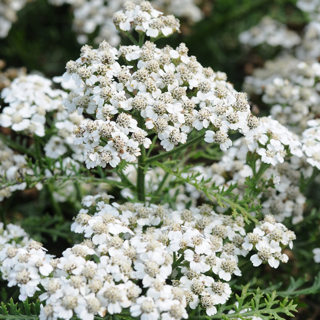 38灯 oldsea Vintage flower white Achillea 'New Vintage White' | Locally Grown Beauty | Rooted in
