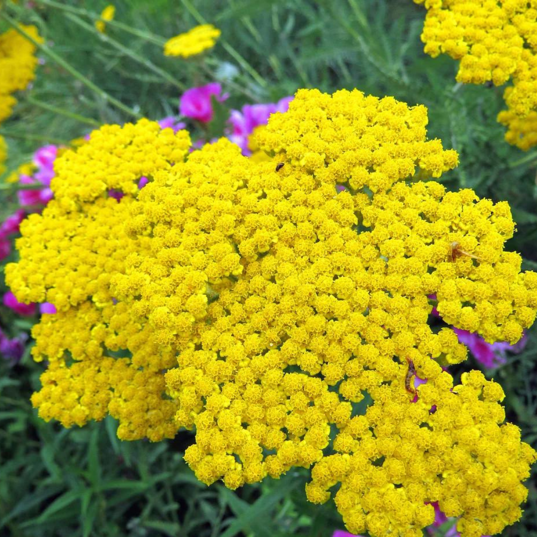 Achillea filipendulina 'Cloth of Gold'