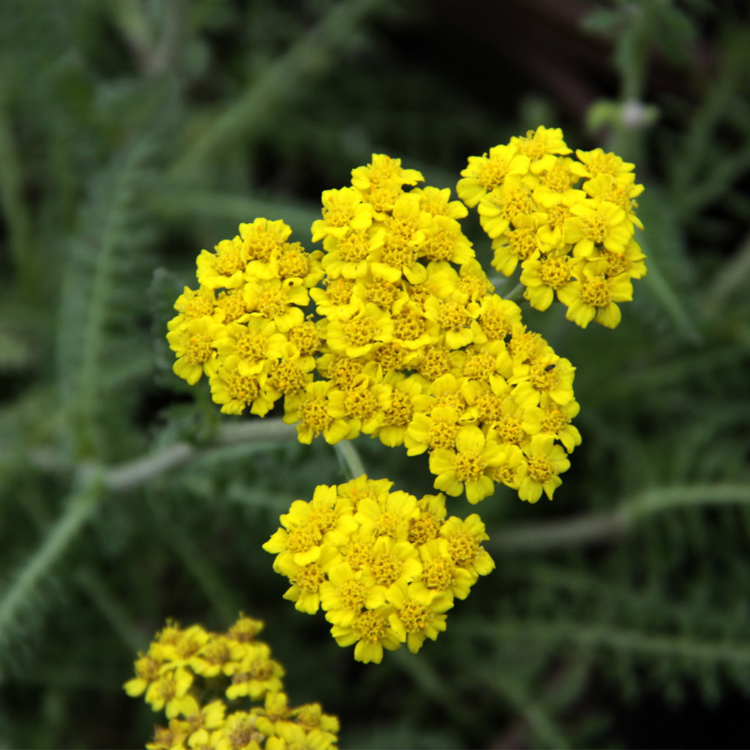 Achillea millefolium 'Little Moonshine'