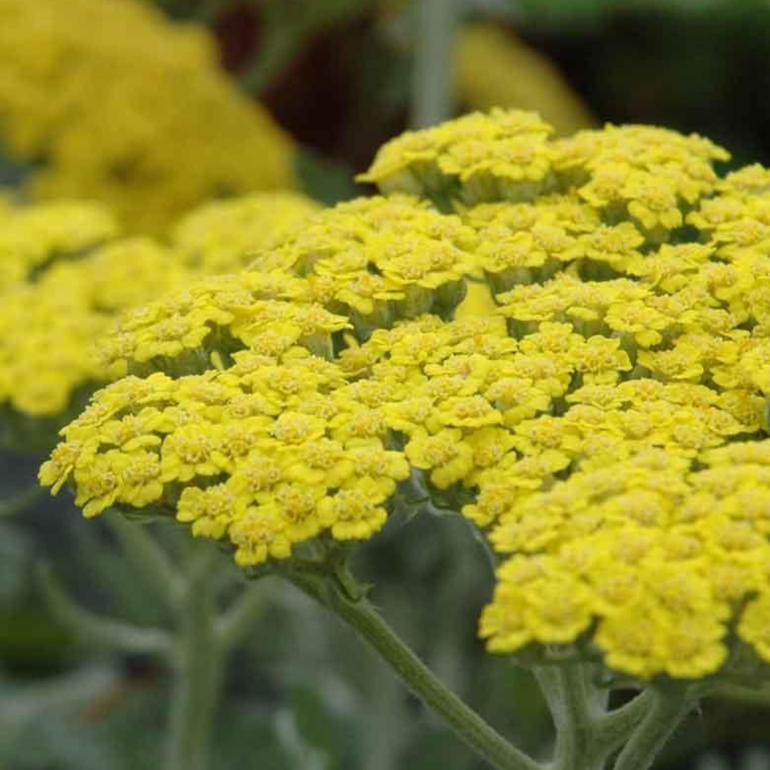 Achillea millefolium 'Moonshine'