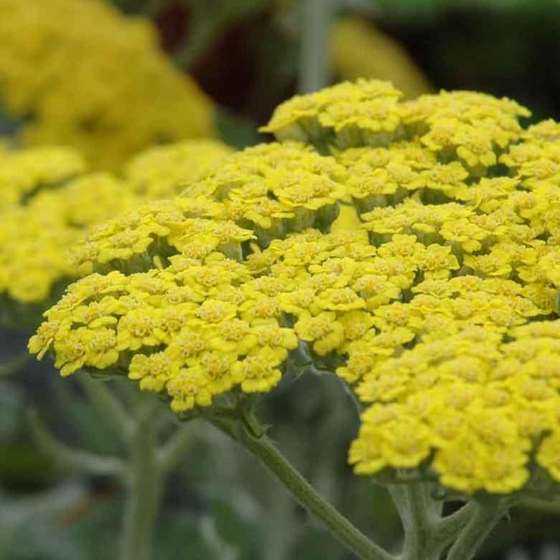 Achillea 'Moonshine'