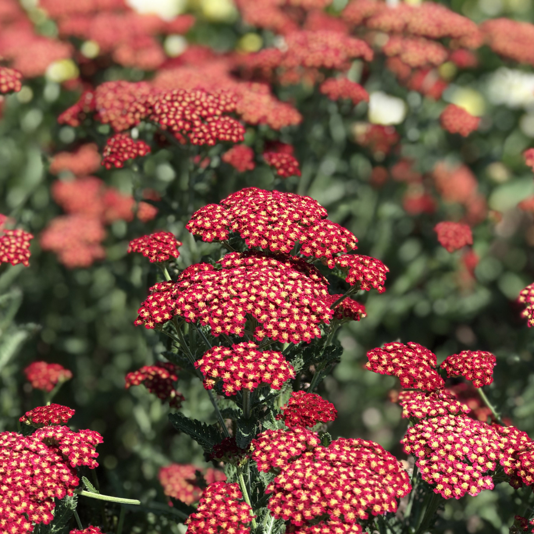 Achillea millefolium 'Sassy Summer Sangria'