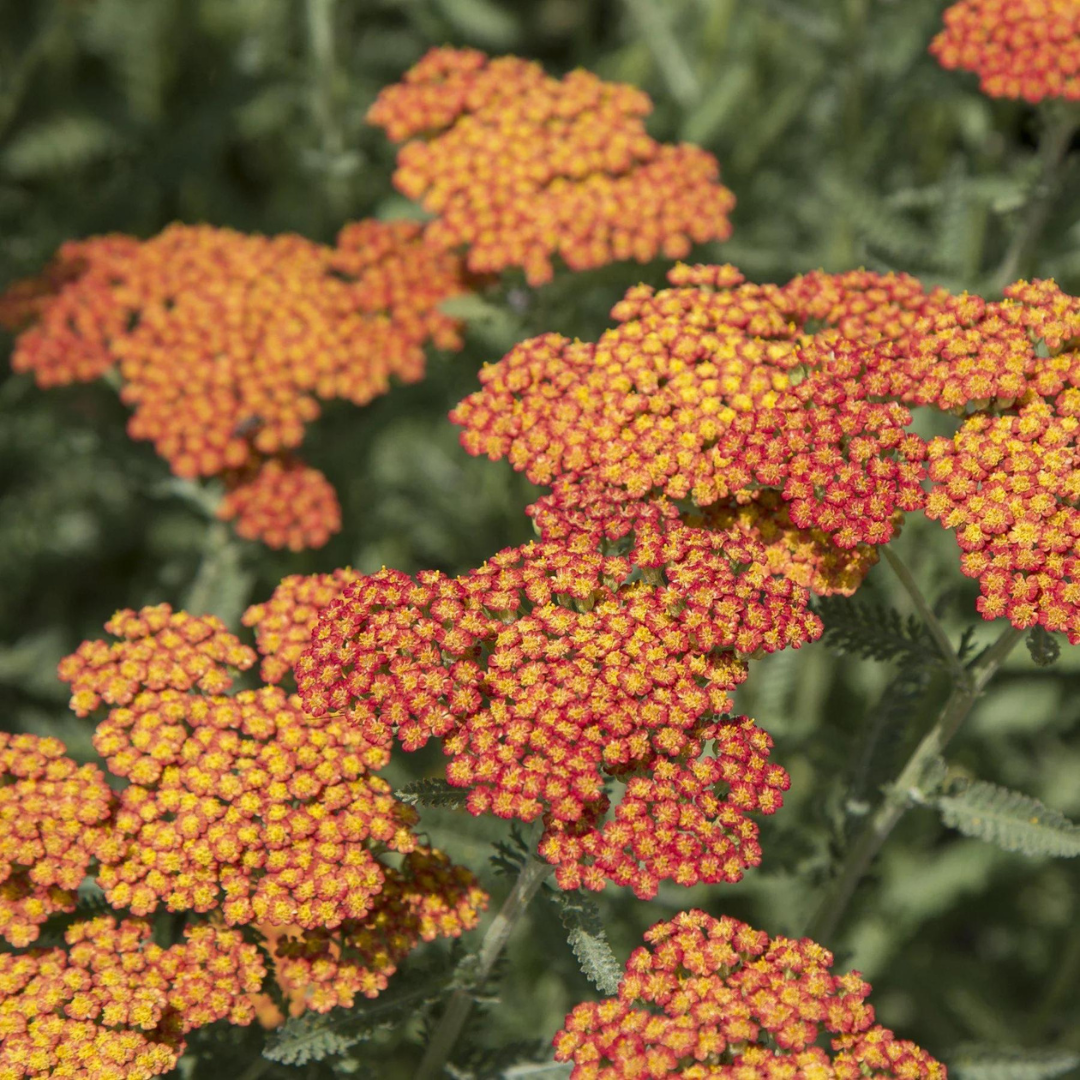 Achillea millefolium 'Sassy Summer Sunset'