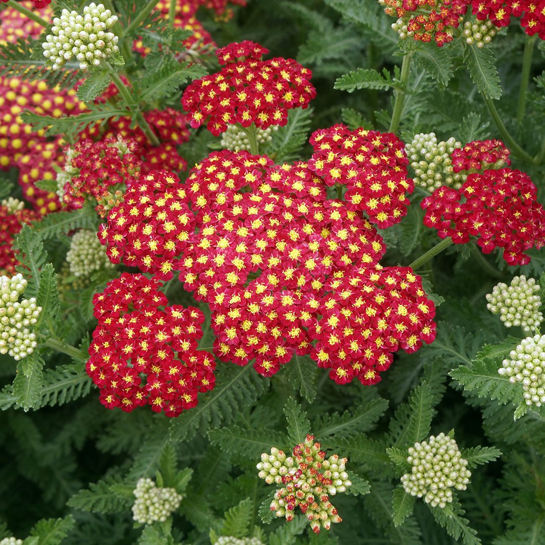 Achillea millefolium 'Strawberry Seduction'