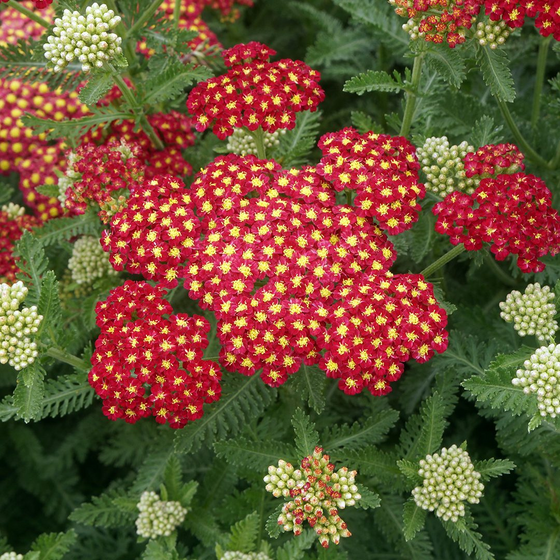 Achillea 'Strawberry Seduction'