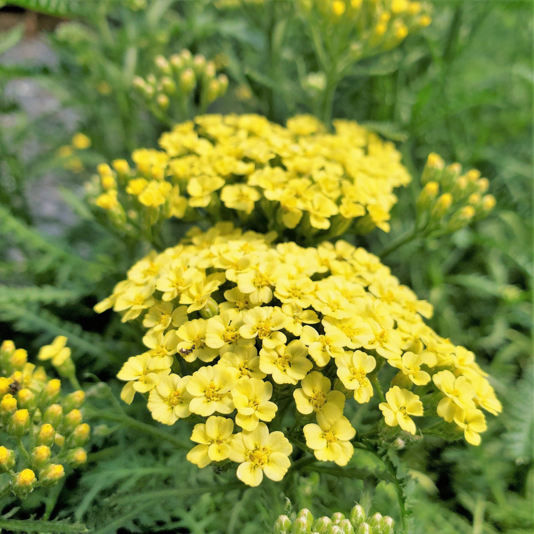 Achillea millefolium 'Sunny Seduction'