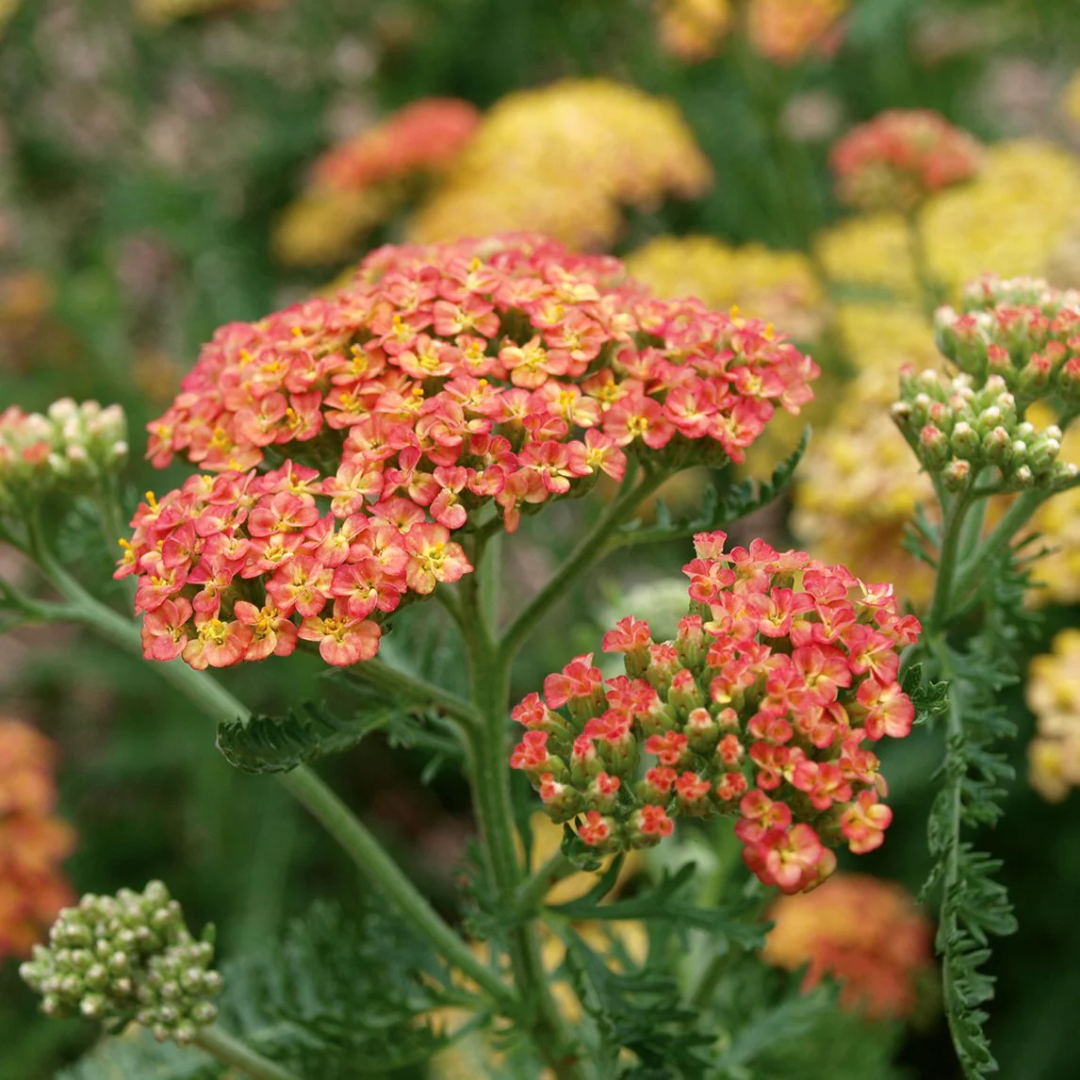 Achillea millefolium 'Terra Cotta'