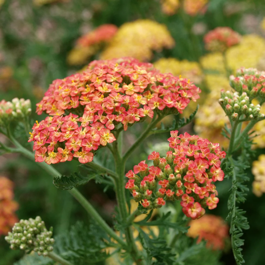 Achilleamillefolium_TerraCotta