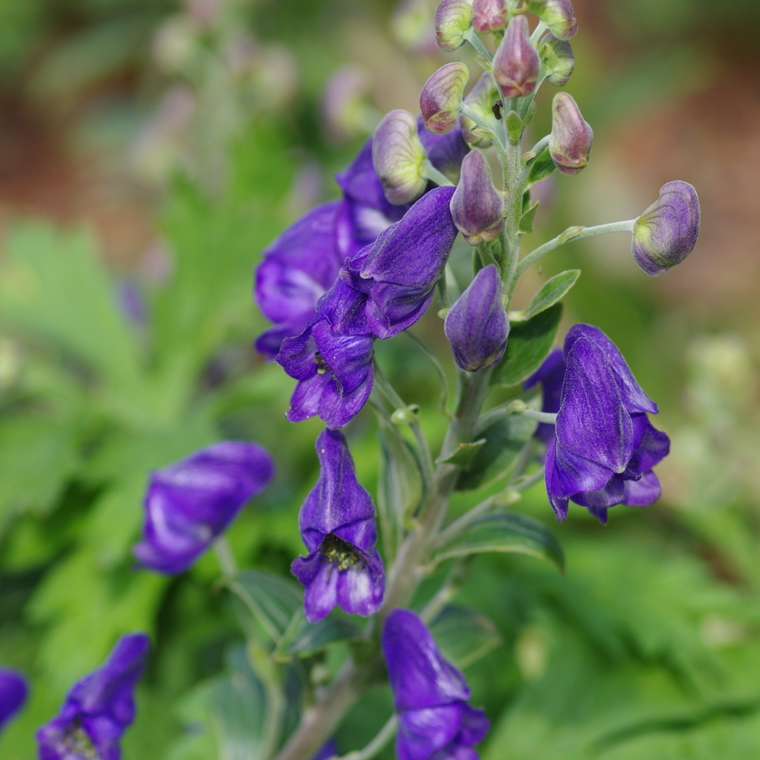 Aconitum carmichaelii arendsii