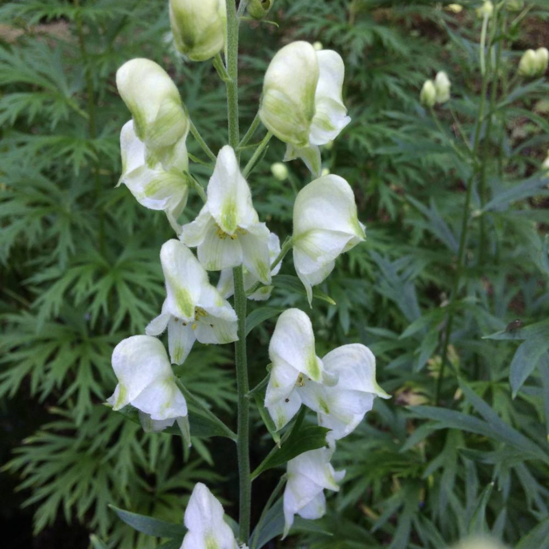 Aconitum napellus 'Album'